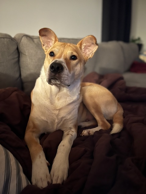 Loki relaxing on a cozy couch blanket