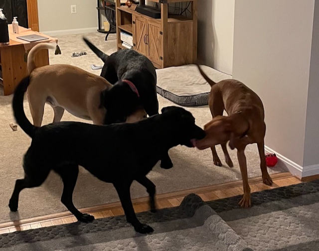 Several dogs playing together indoors